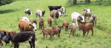 INCREASING LIVESTOCK DIVERSITY CAN HELP PROMOTE BIODIVERSITY AND ECOSYSTEM FUNCTIONING