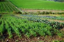 Organic farming and education