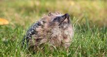 NEW STUDY: MRSA BACTERIA APPEARED IN HEDGEHOGS LONG BEFORE THE USE OF METHICILLIN
