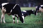 Animal Science