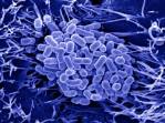 CELL BIOLOGY